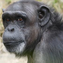 An Interview with Frans de Waal